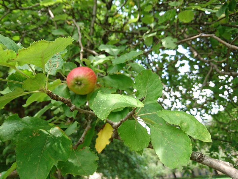 Apple on the Newton Apple Tree