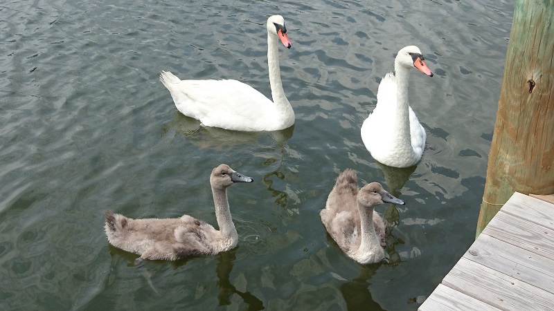 Swans 9