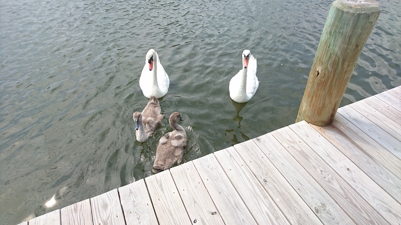 Swans 8