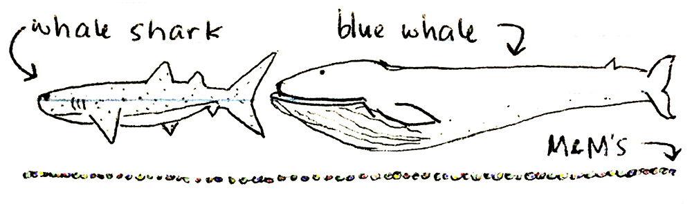 Doodle of whale to M&amp;M comparison