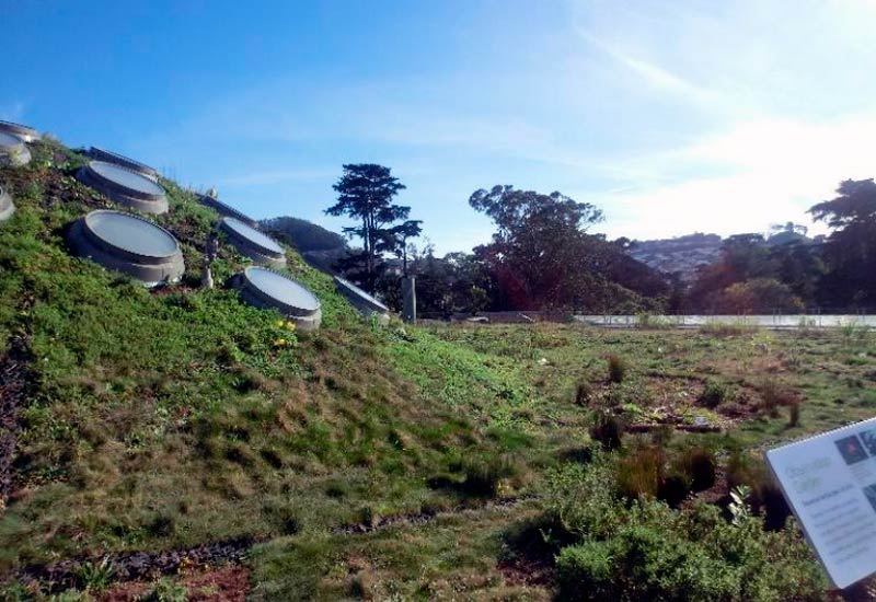 California Academy of Sciences Living Roof.