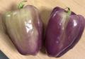Purple bell peppers I got from a farmers' market near the Foggy Bottom metro station. 
