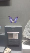 Morphos Butterfly...